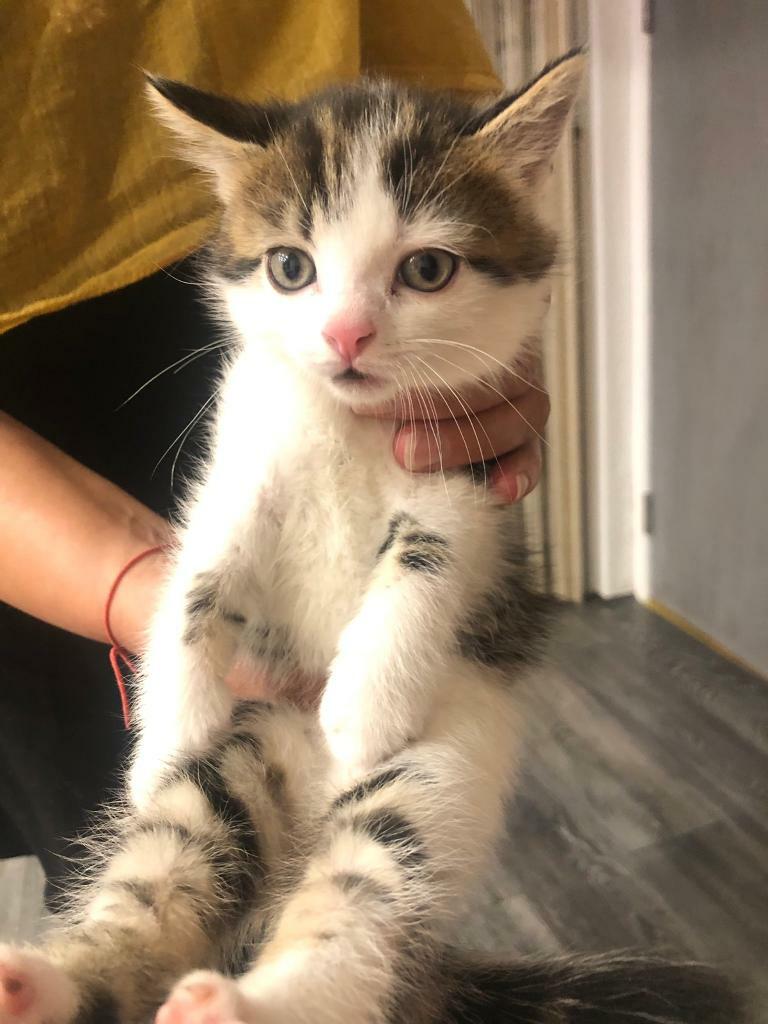 Tabby kitten for sale in Bradford, West Yorkshire Gumtree