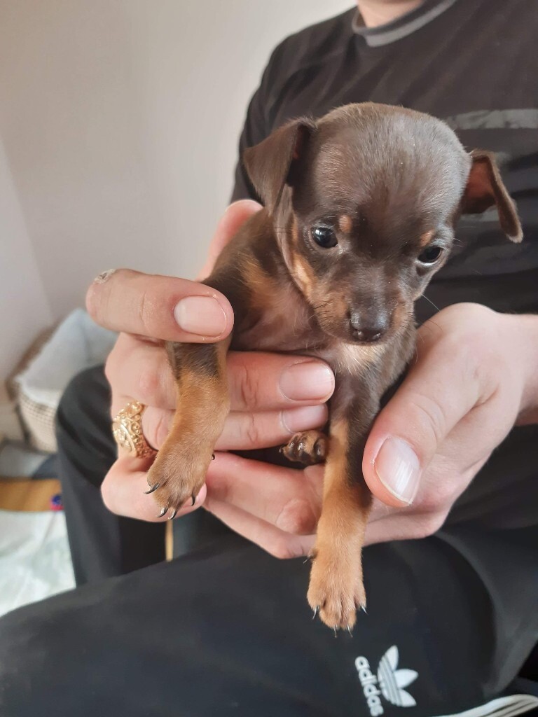 Russian Toy Terrier puppys in Portadown, County Armagh Gumtree