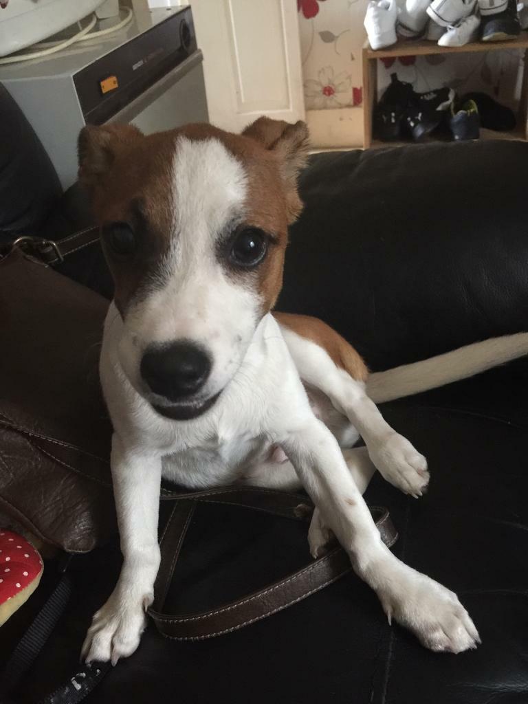 Selling jack Russell puppies in Gravesend, Kent Gumtree