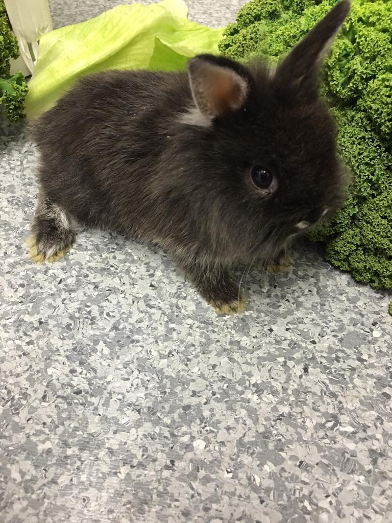 Netherland Dwarf x Lionhead Bunnies in Tottenham, London Gumtree
