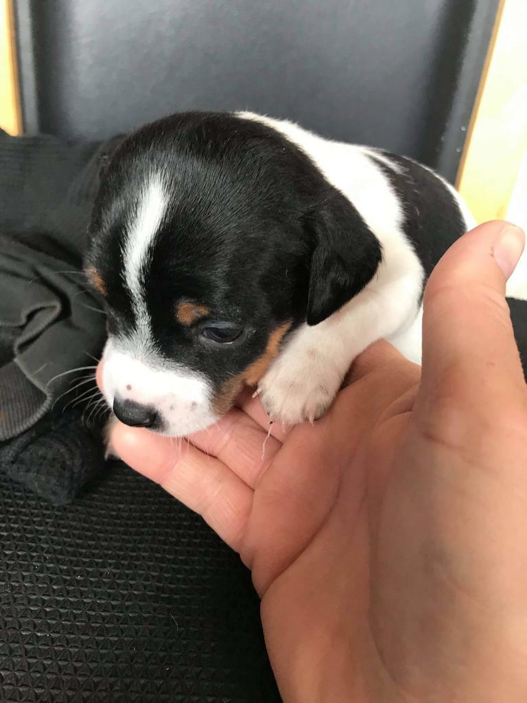 Jack Russell girl puppy in Kelty, Fife Gumtree