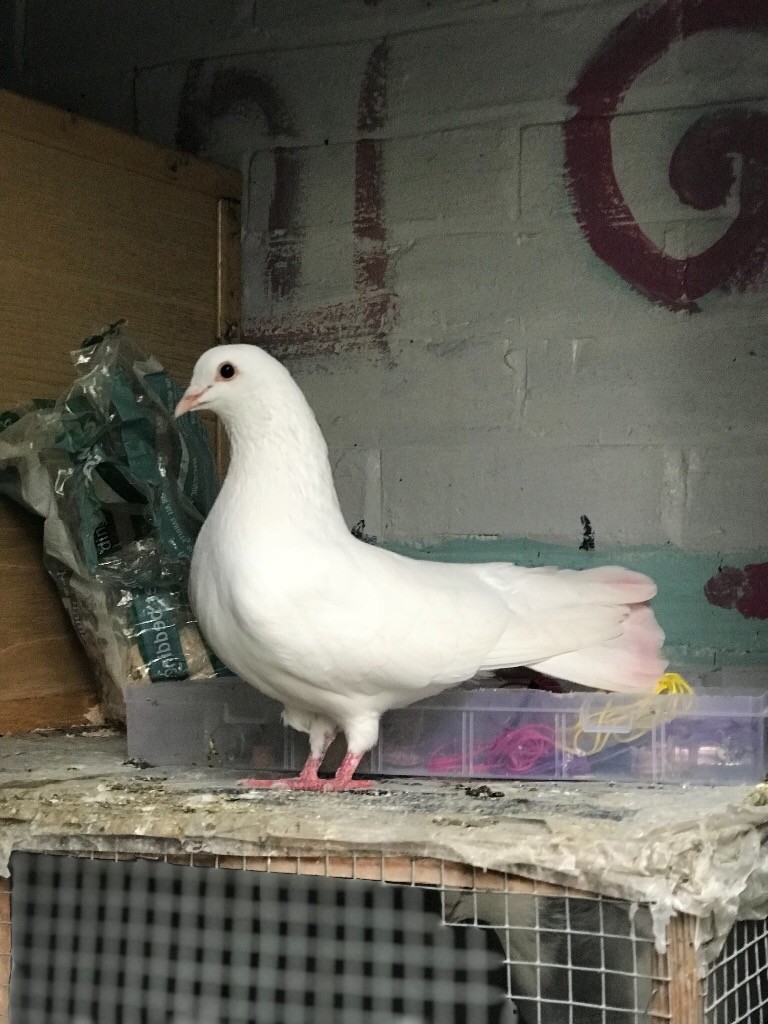 pure white dove pigeons in Hemel Hempstead, Hertfordshire Gumtree