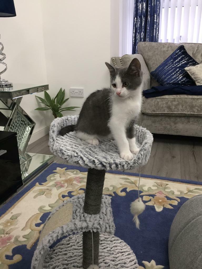 Kitten for sale British shorthair Cross with moggy in Cumnock, East