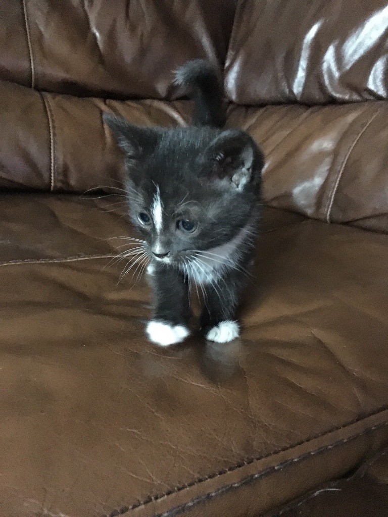 Cute kittens for sale in Eccles, Manchester Gumtree