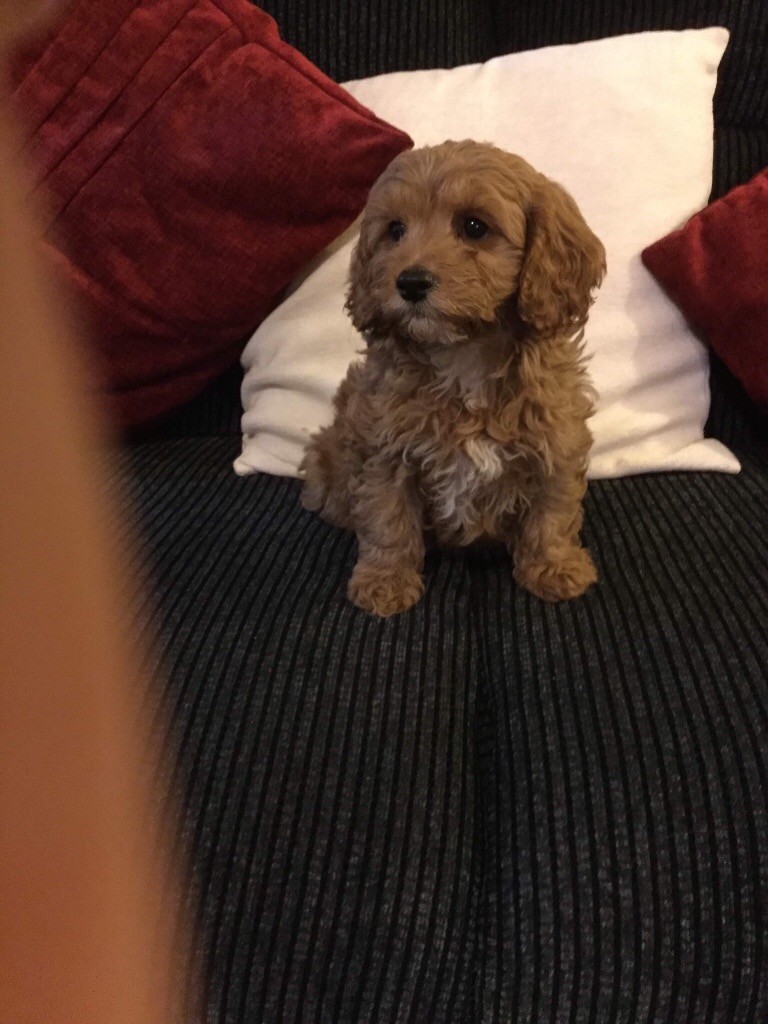 Red f1 Cavapoo puppies in Llantwit Major, Vale of Gumtree