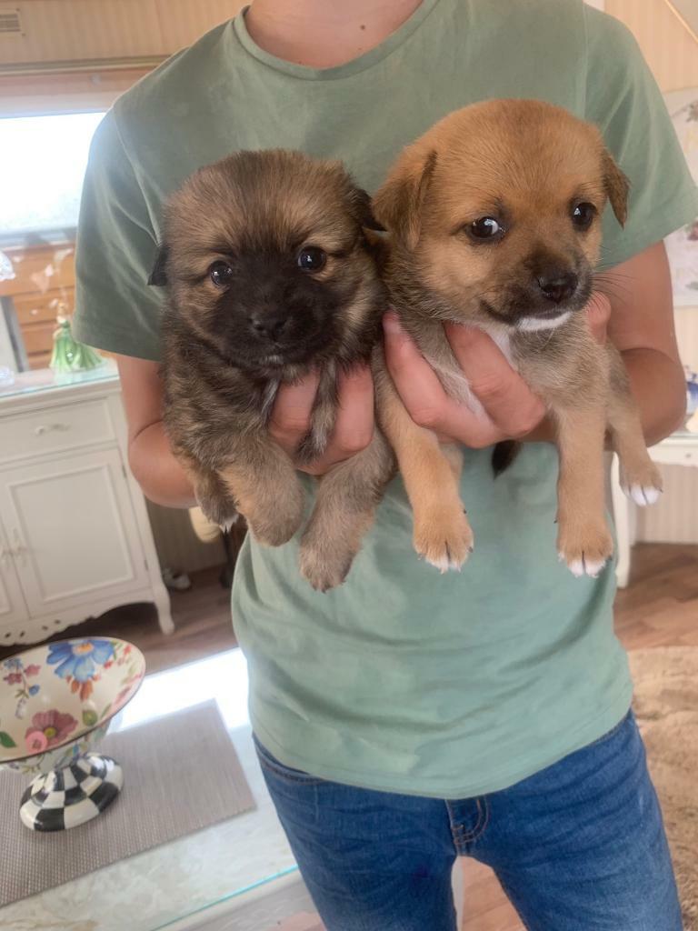 Puppies for sale in Kelty, Fife Gumtree