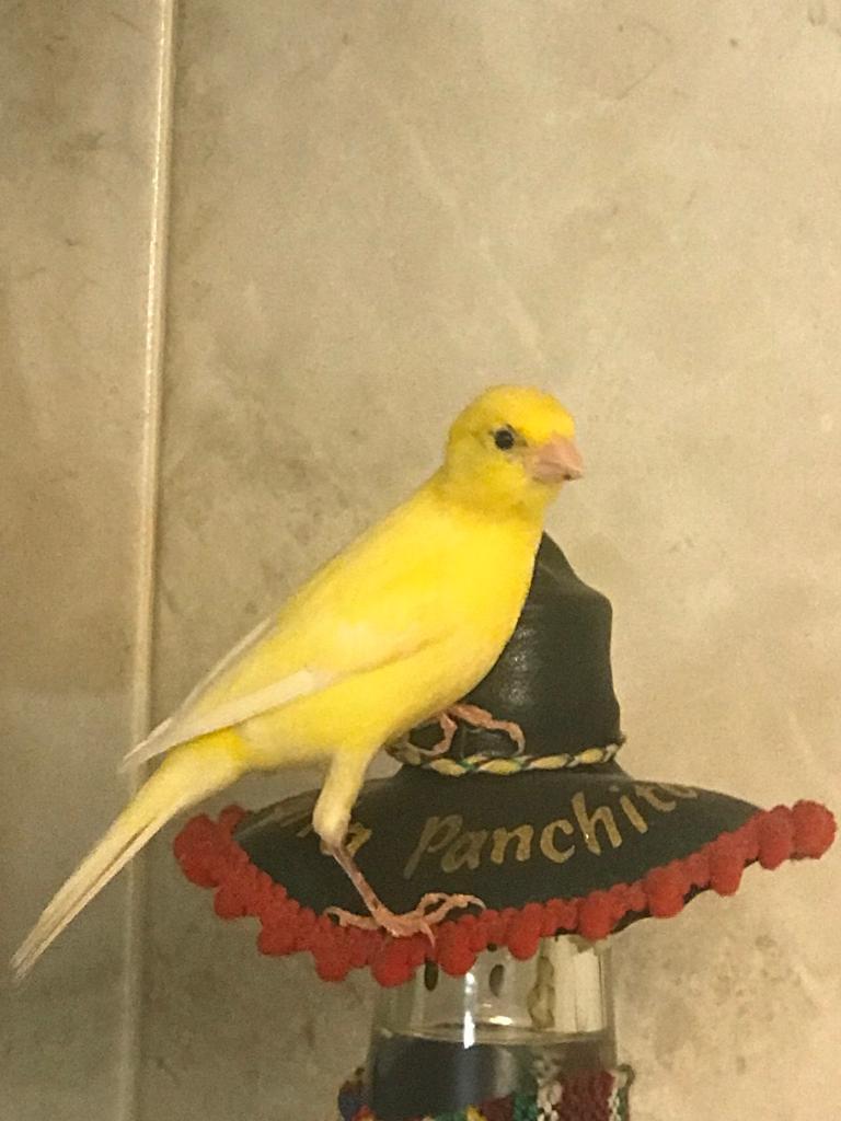 Irish Fancy canary Sing Male in Streatham Hill, London Gumtree
