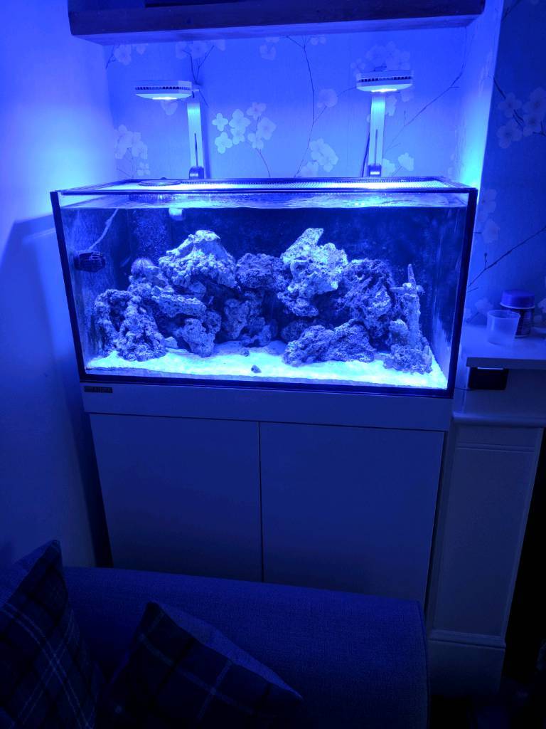 Complete marine tank full setup in Beccles, Suffolk Gumtree