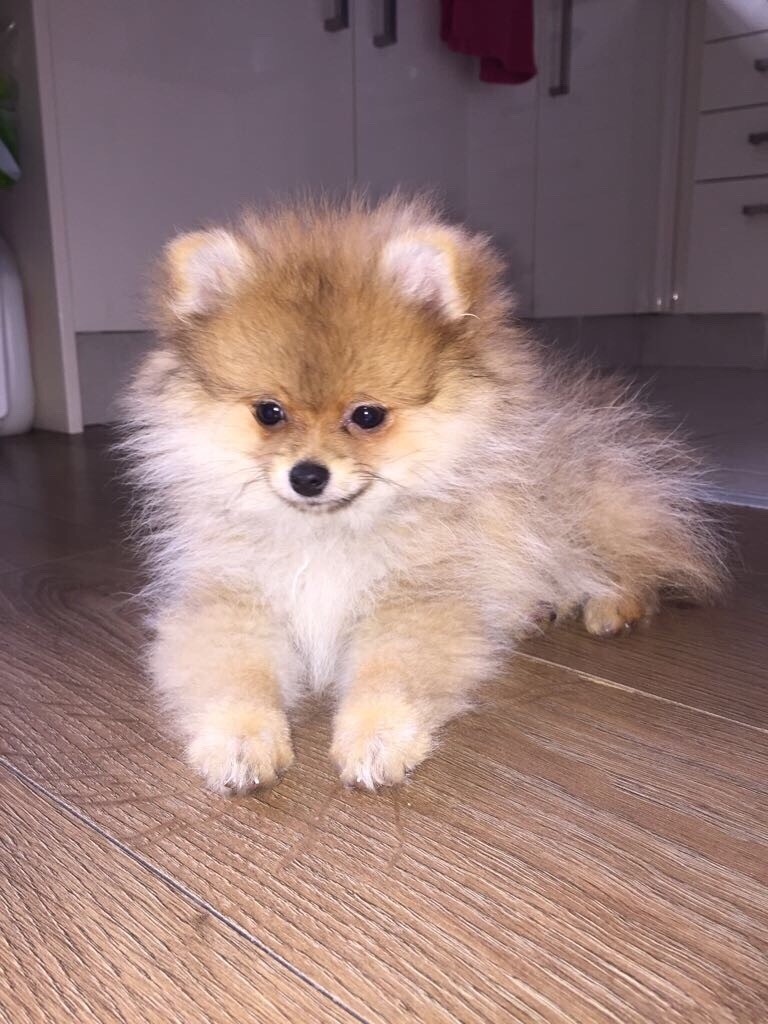 4 months old Teacup Pomeranian girl in Harrow, London Gumtree