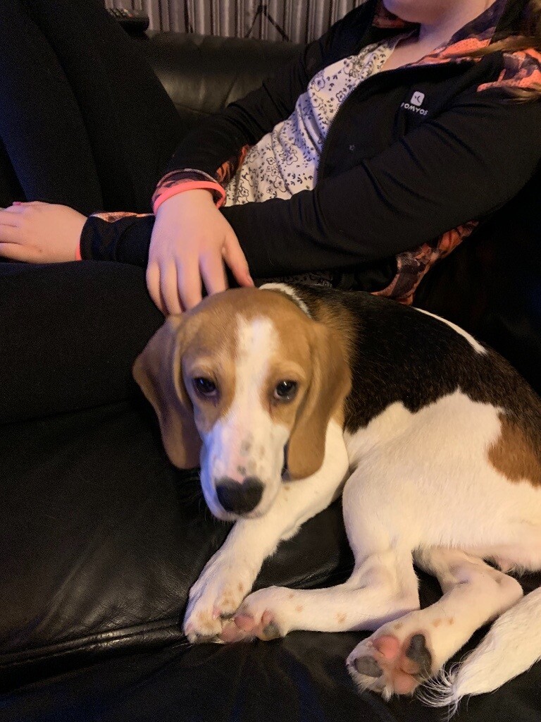 Pedigree female beagle puppy. 12 weeks. in Bolton, Manchester Gumtree