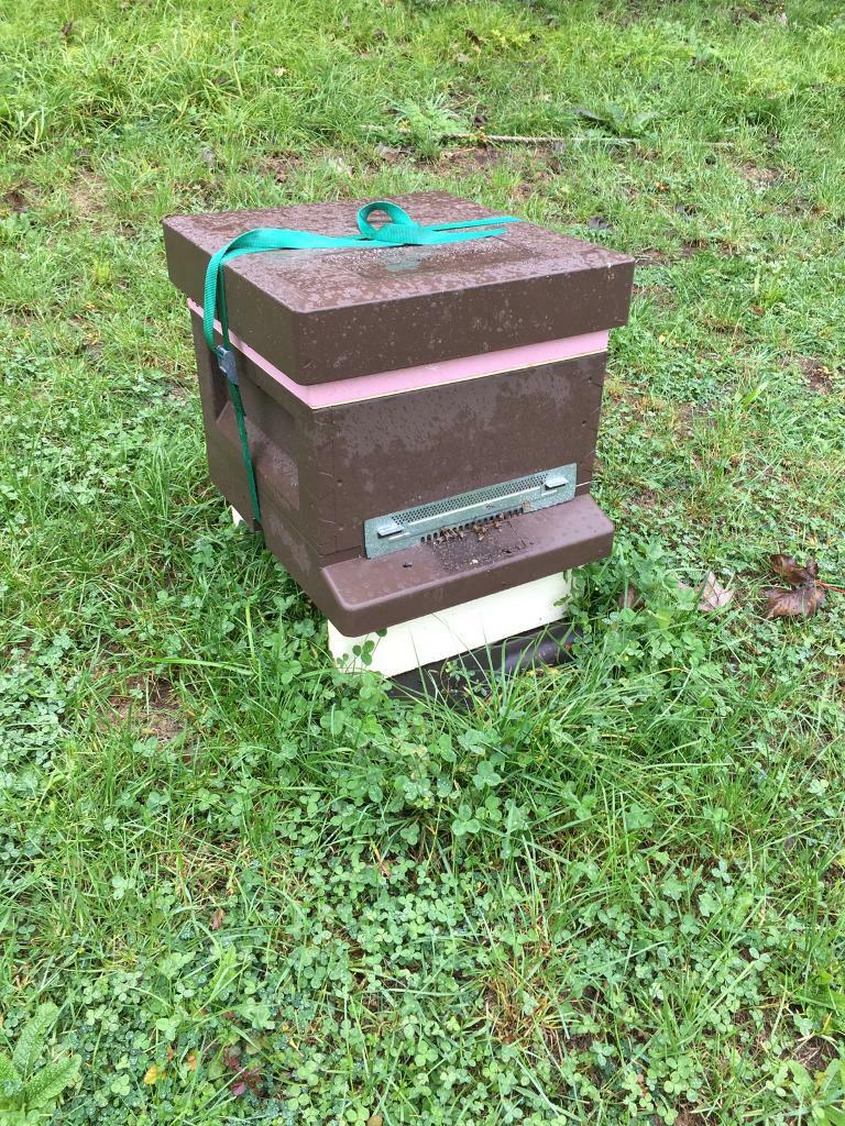 Bee hives, equipment and assistance in Bath, Somerset Gumtree