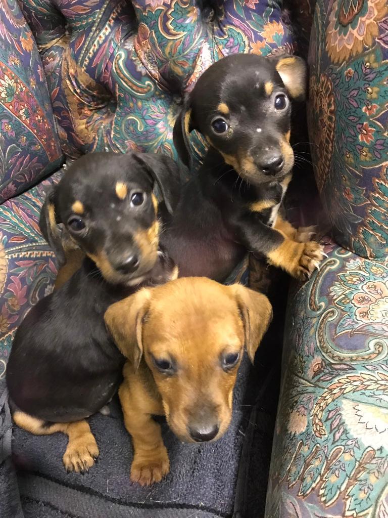 Dachshund x jack Russell puppies in Neath, Neath Port Talbot Gumtree