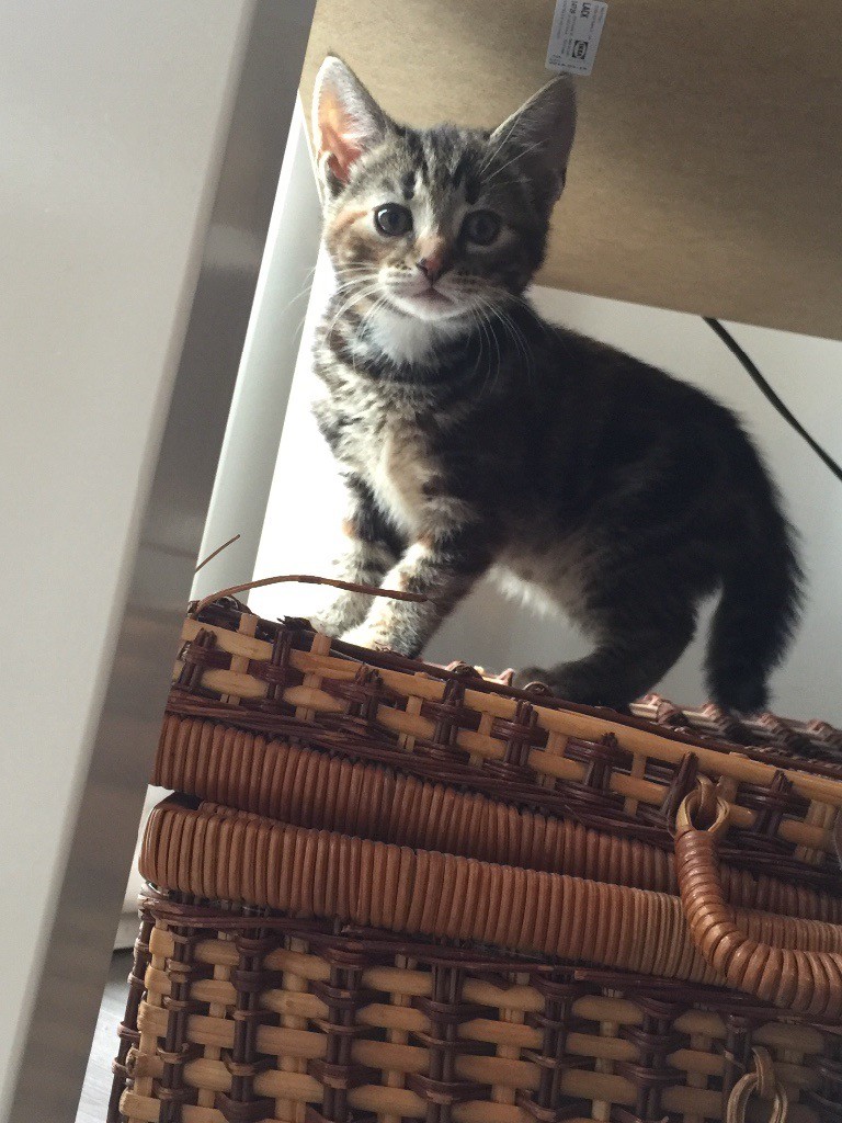 KITTENS FOR SALE in Falkirk Gumtree