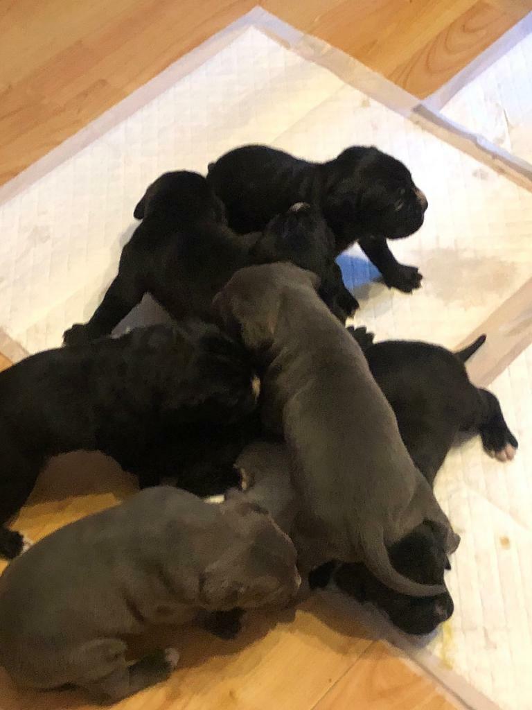 Cane Corso In Luton Bedfordshire Gumtree