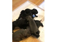Cane Corso Dogs Puppies For Sale Gumtree