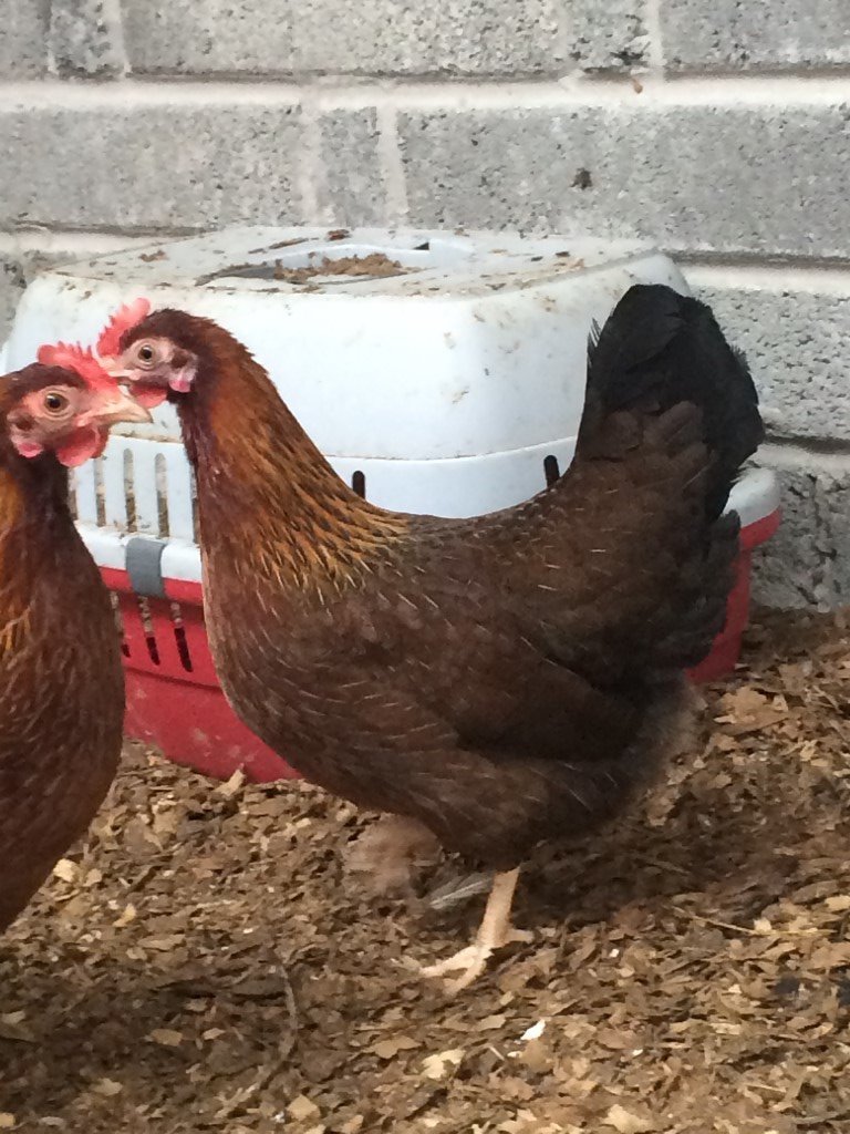 POL welsummer bantam chickens for sale in Llanelli, Carmarthenshire