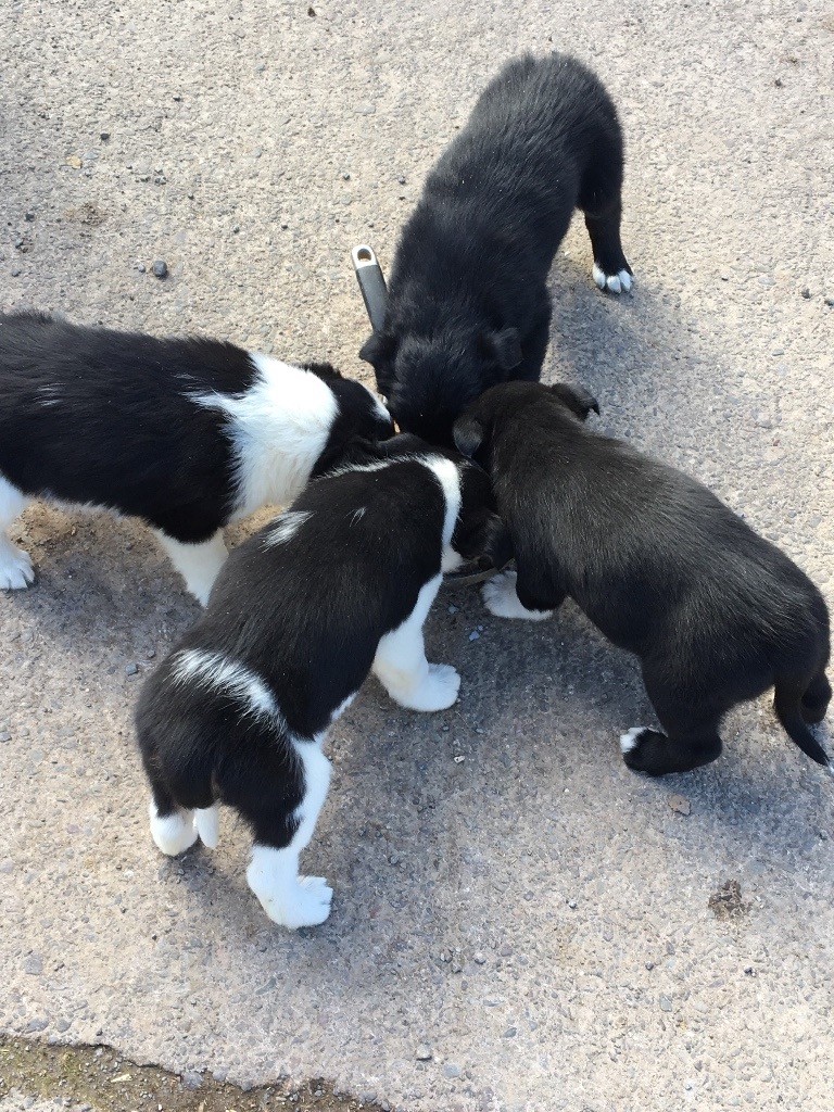 Collie kelpie cross pups for sale in Dumfries, Dumfries and Galloway
