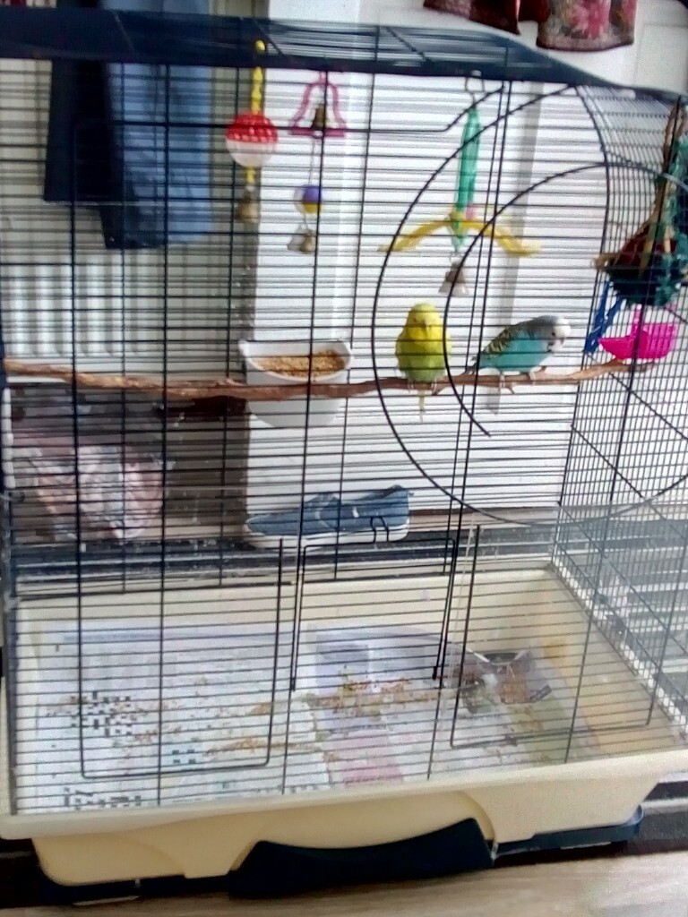 2 budgies + cage in Ward End, West Midlands Gumtree