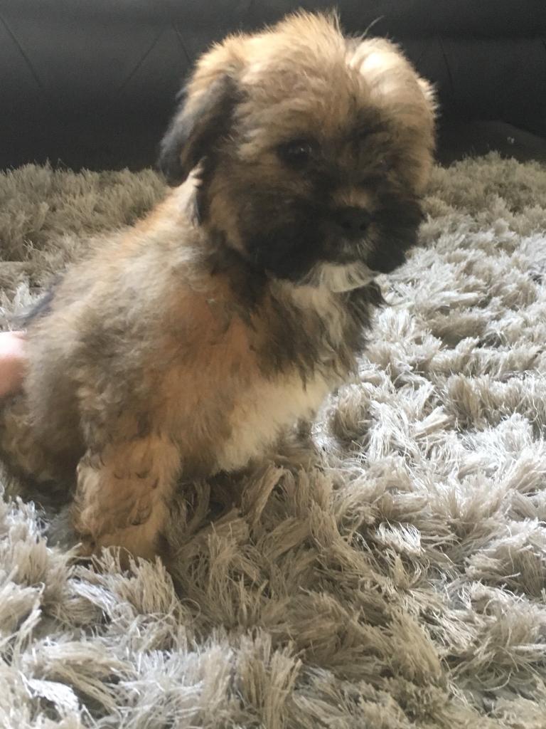 bichon frise X Lhasa apso stunning pups in Liverpool, Merseyside