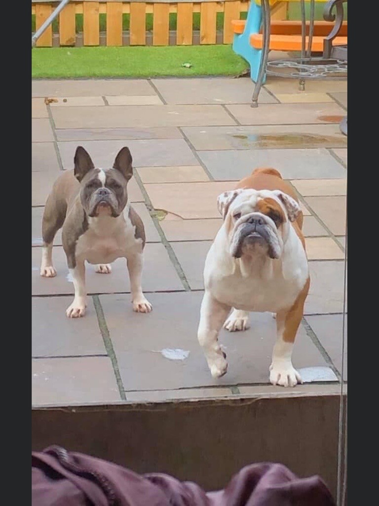 BRITISH BULLDOG X in Stockport, Manchester Gumtree