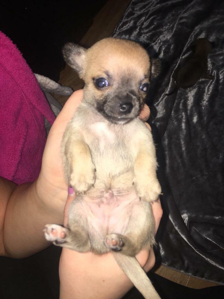 Chihuahua teacups in St Helens, Merseyside Gumtree