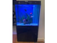250 Liter Aquarium with Sump Tank + Fancy Goldfish