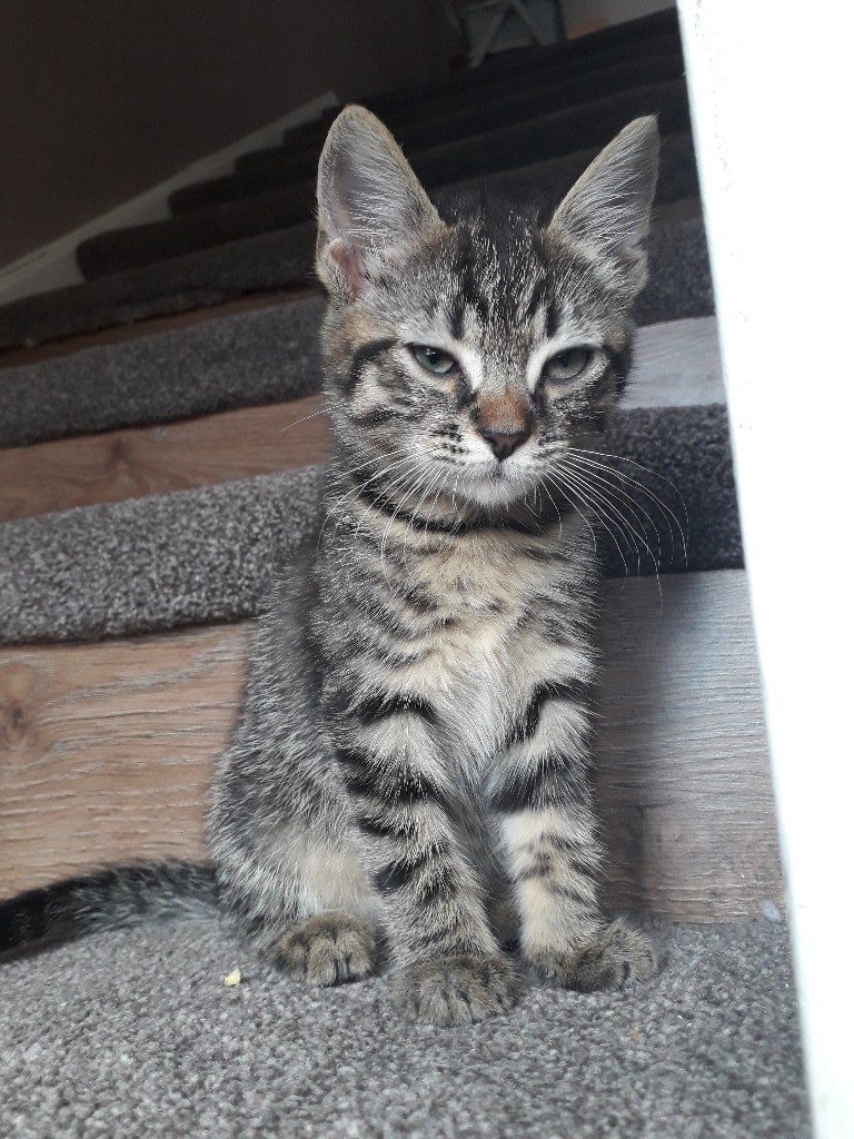 Beautiful 8 week old kittens in Feltham, London Gumtree