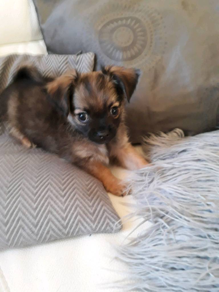 Chug puppies for sale in Sheffield, South Yorkshire Gumtree