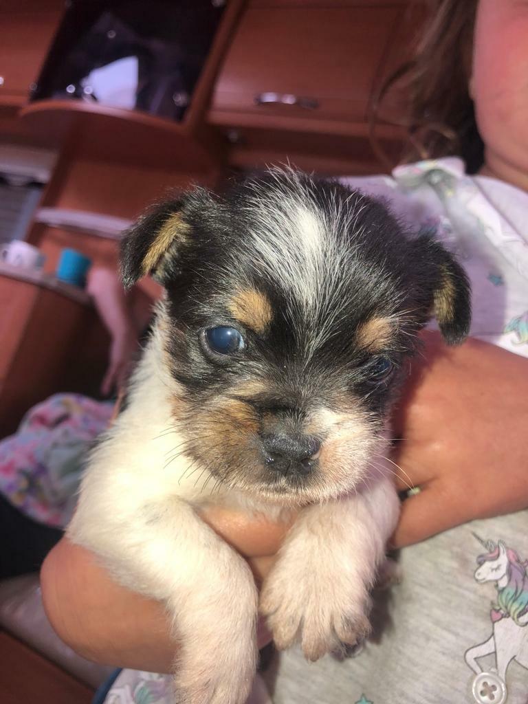 Beautiful French bulldog cross Yorkshire terrier puppies for sale | in