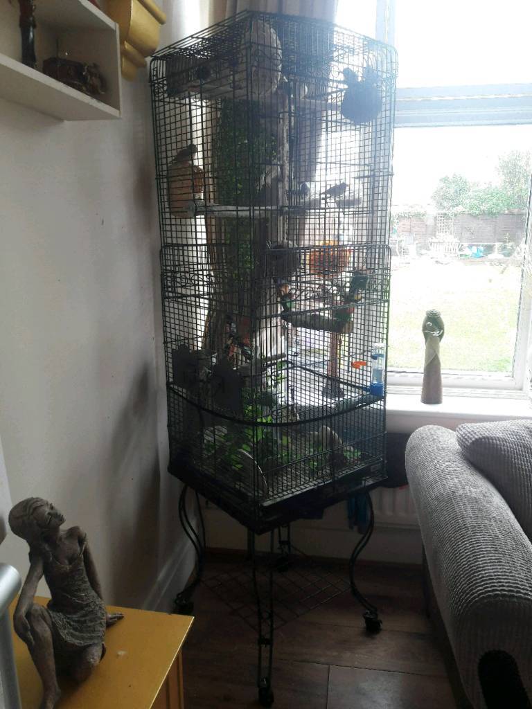 Huge bird cage with 14 zebra finch in Middlesbrough, North Yorkshire