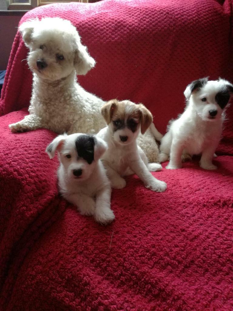 Bichon Frise x jack russell pupies | in Walton-le-Dale, Lancashire
