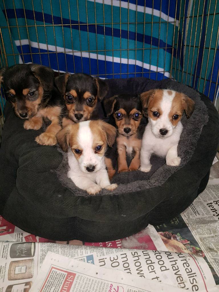 Jack Russell x toy poodle miniature in Fair Oak, Hampshire Gumtree