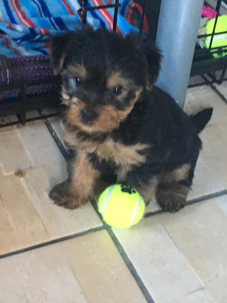 Yorkie puppies + puppy pack in Newcastle, Tyne and Wear Gumtree