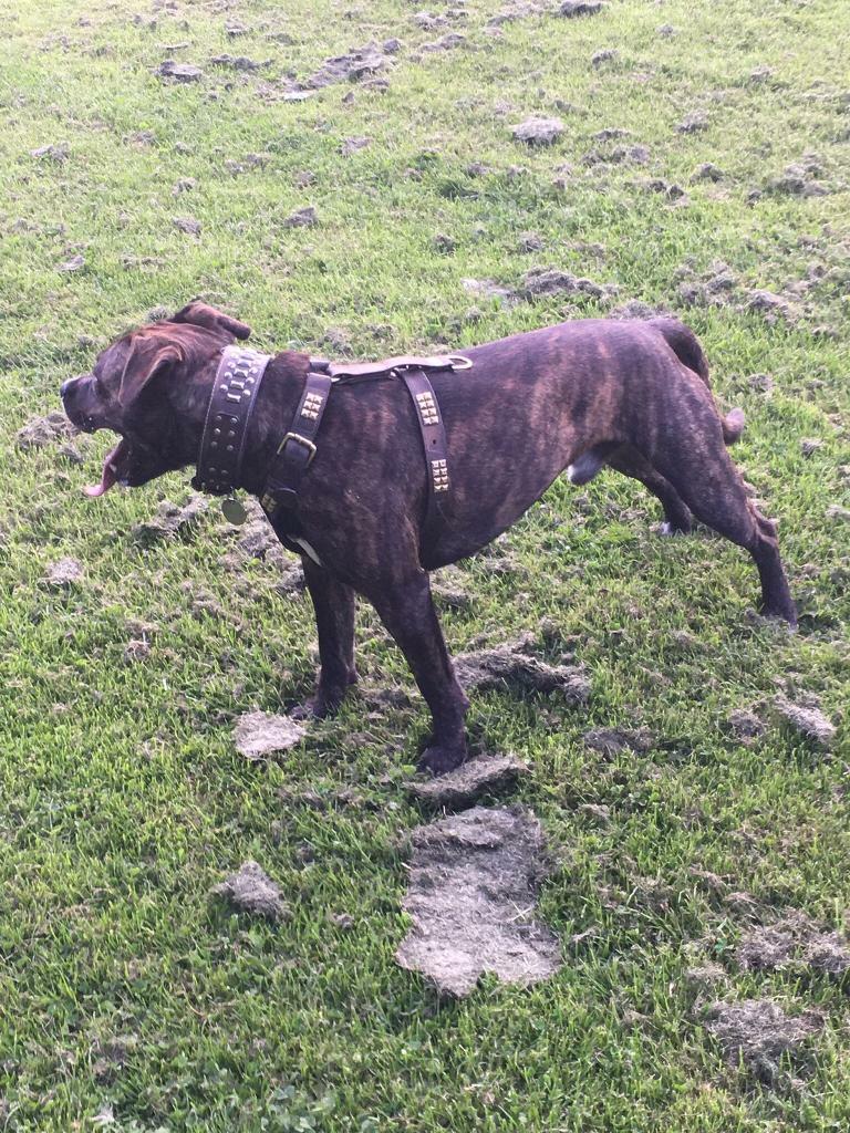 Staffy x Cane Corso in Doncaster, South Yorkshire Gumtree
