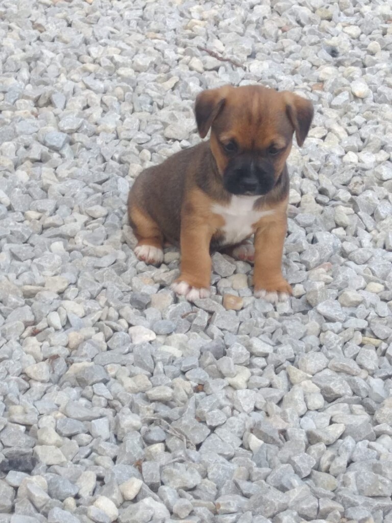 Jack Russell X Border Terrier Puppies In Marden Kent Gumtree