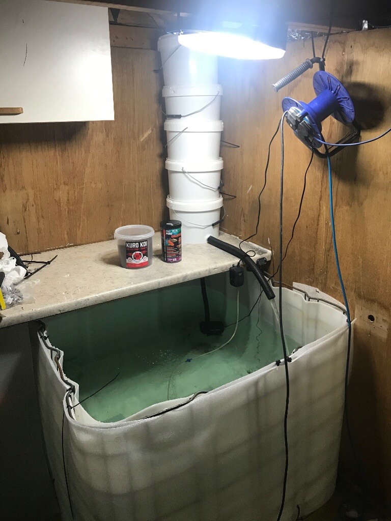 Koi quarantine tank in Plymouth, Devon Gumtree