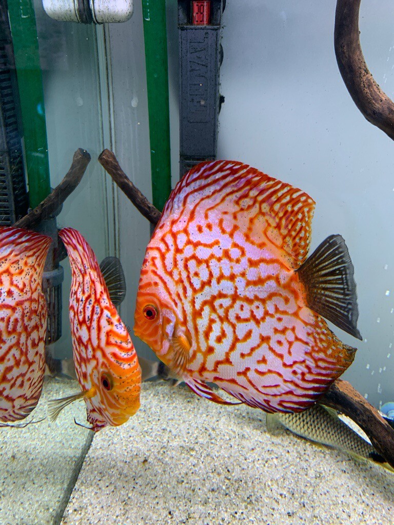 DISCUS fish in Dundee Gumtree