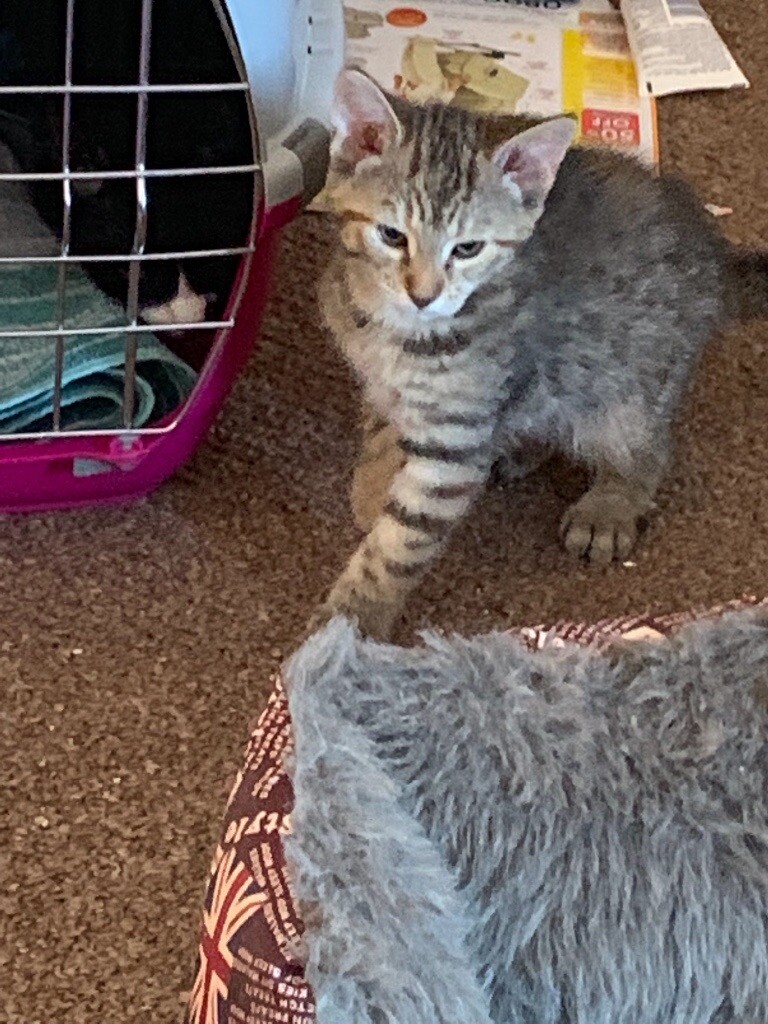 Kittens for sales ready now in Bognor Regis, West Sussex Gumtree