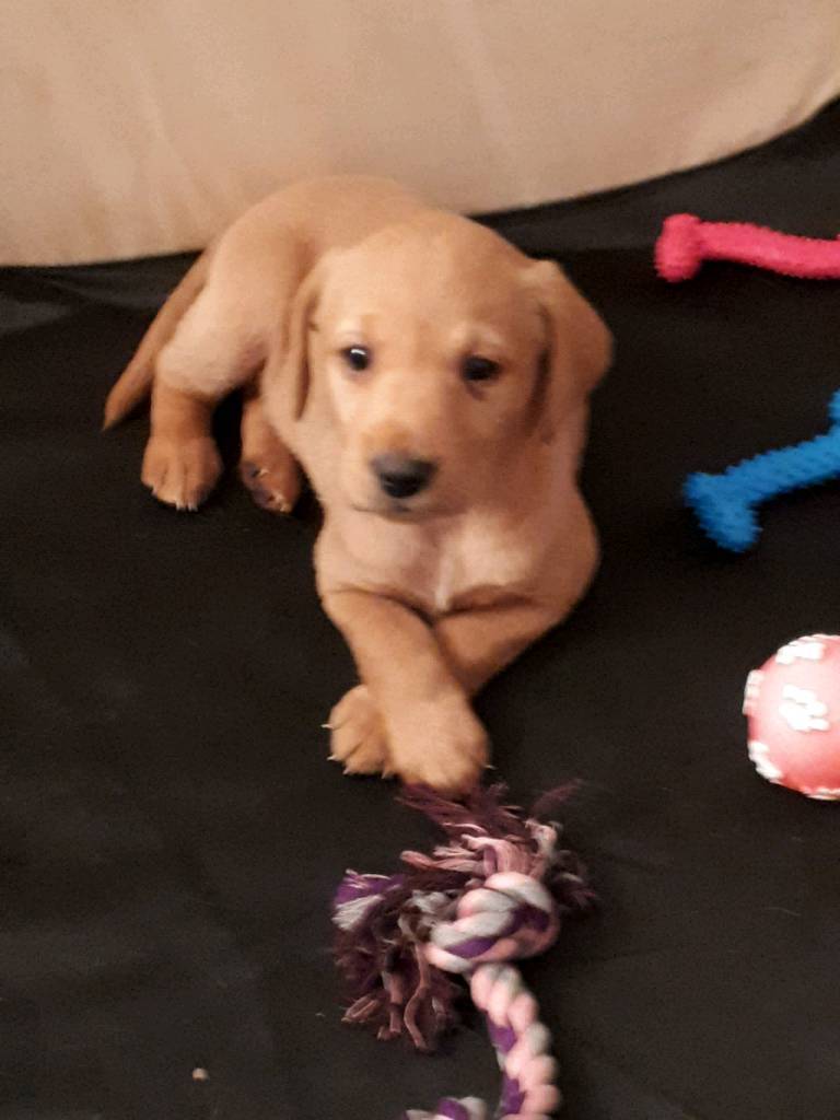 Yellow/dark yellow labs puppys for sale in Saxmundham, Suffolk Gumtree