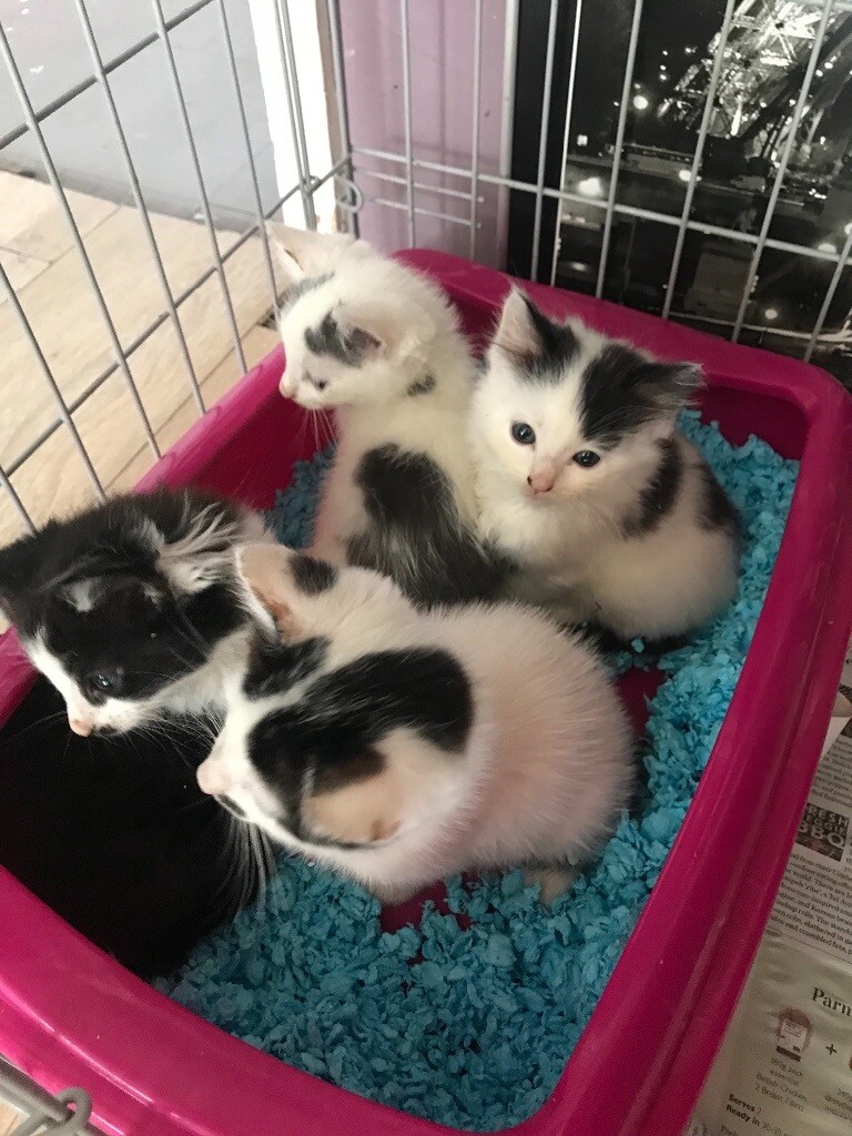 Kittens for sale in Hythe, Kent Gumtree