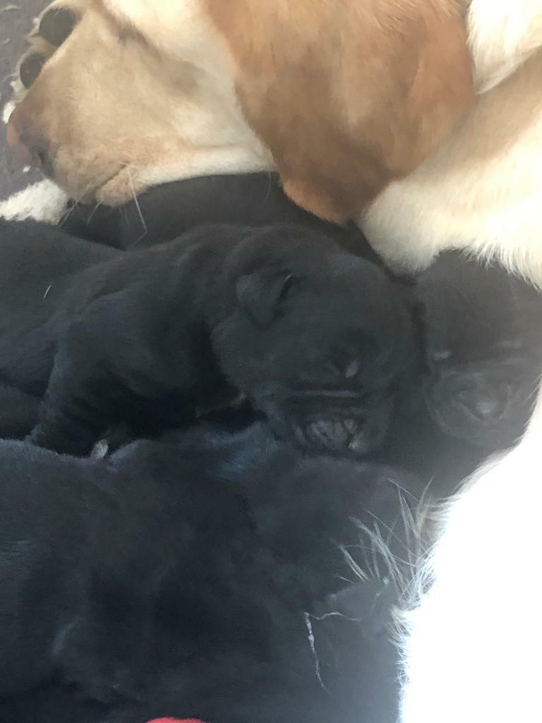Newfoundland x Labrador (newfador) puppies in Market Rasen, Lincolnshire Gumtree