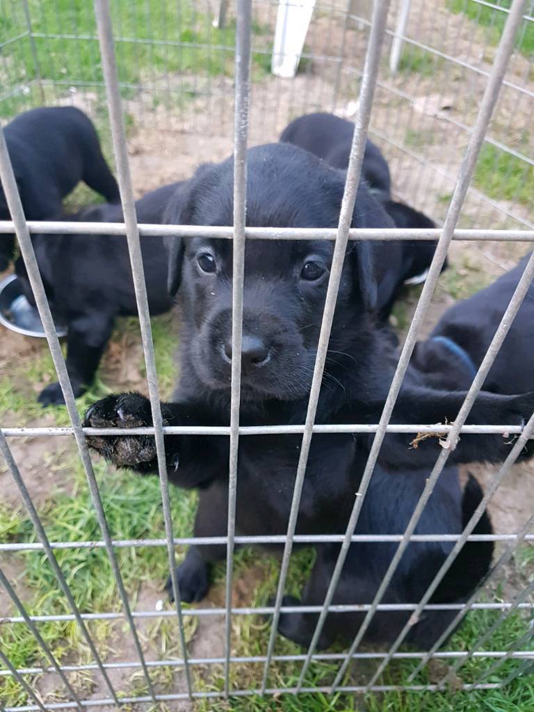 Labrador puppies for sale in Eastleigh, Hampshire Gumtree