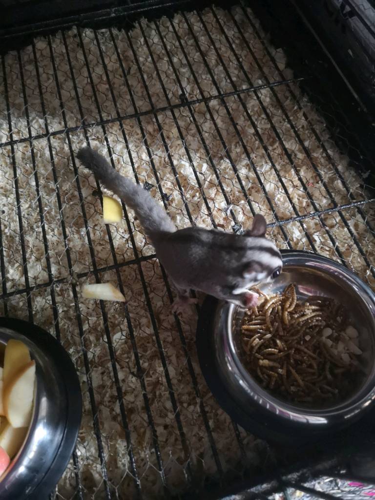 Sugar gliders | in Millisle, County Down | Gumtree
