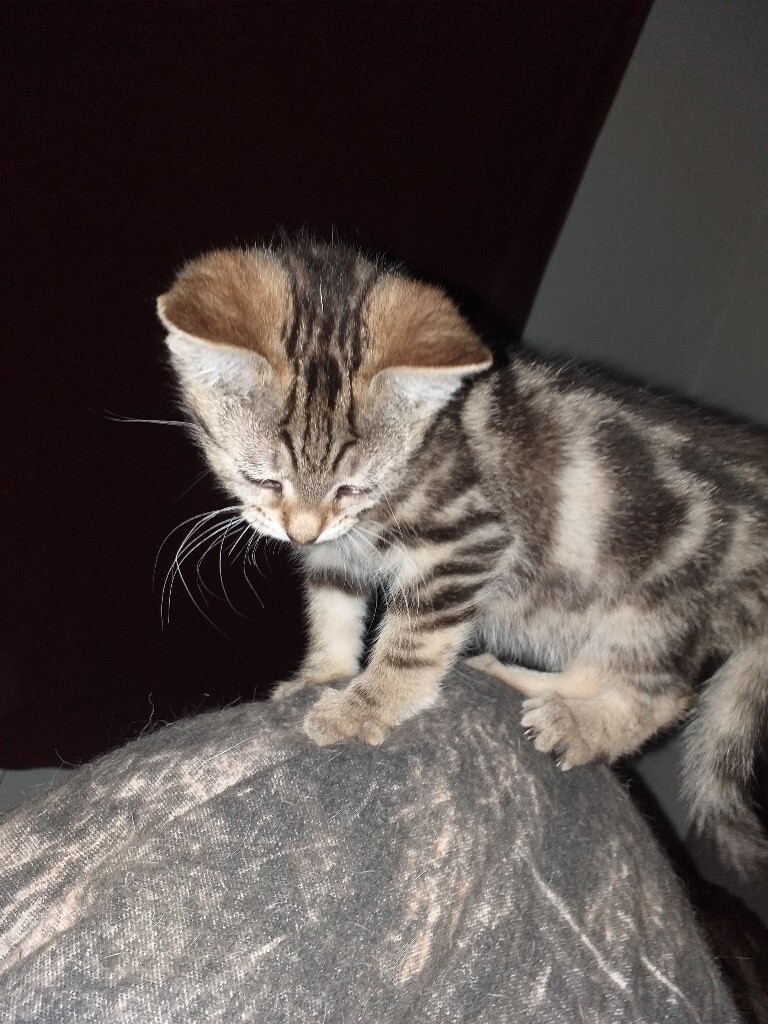 Female tabby kitten in Seacroft, West Yorkshire Gumtree