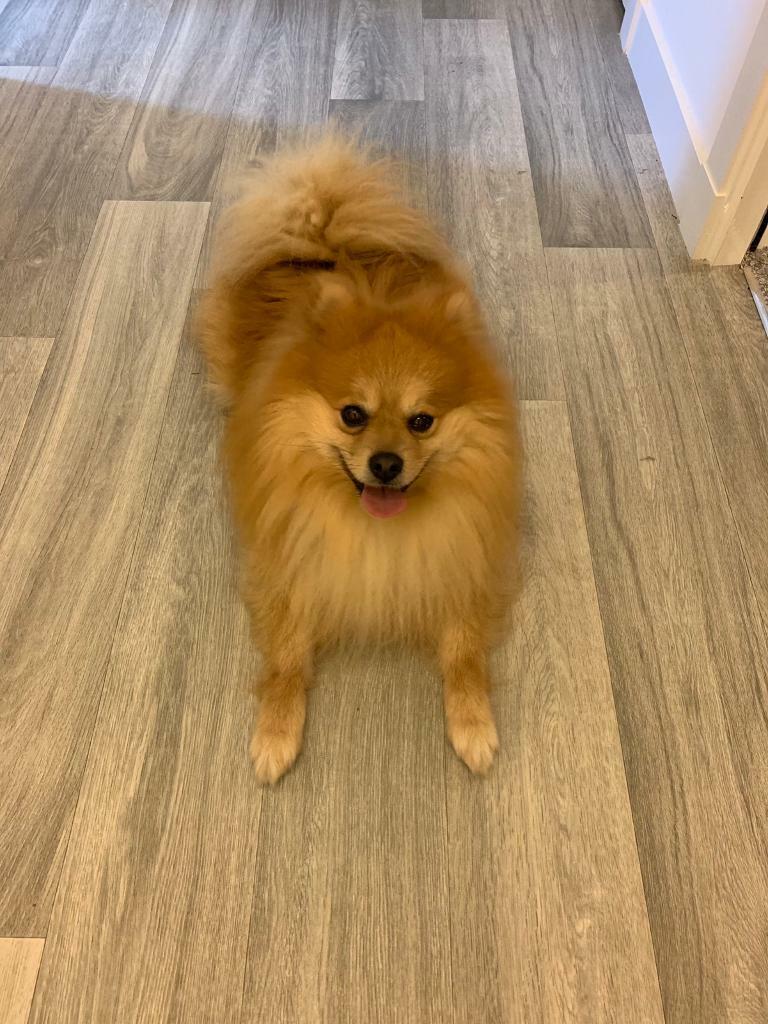 Pomeranian in Meadowbank, Edinburgh Gumtree