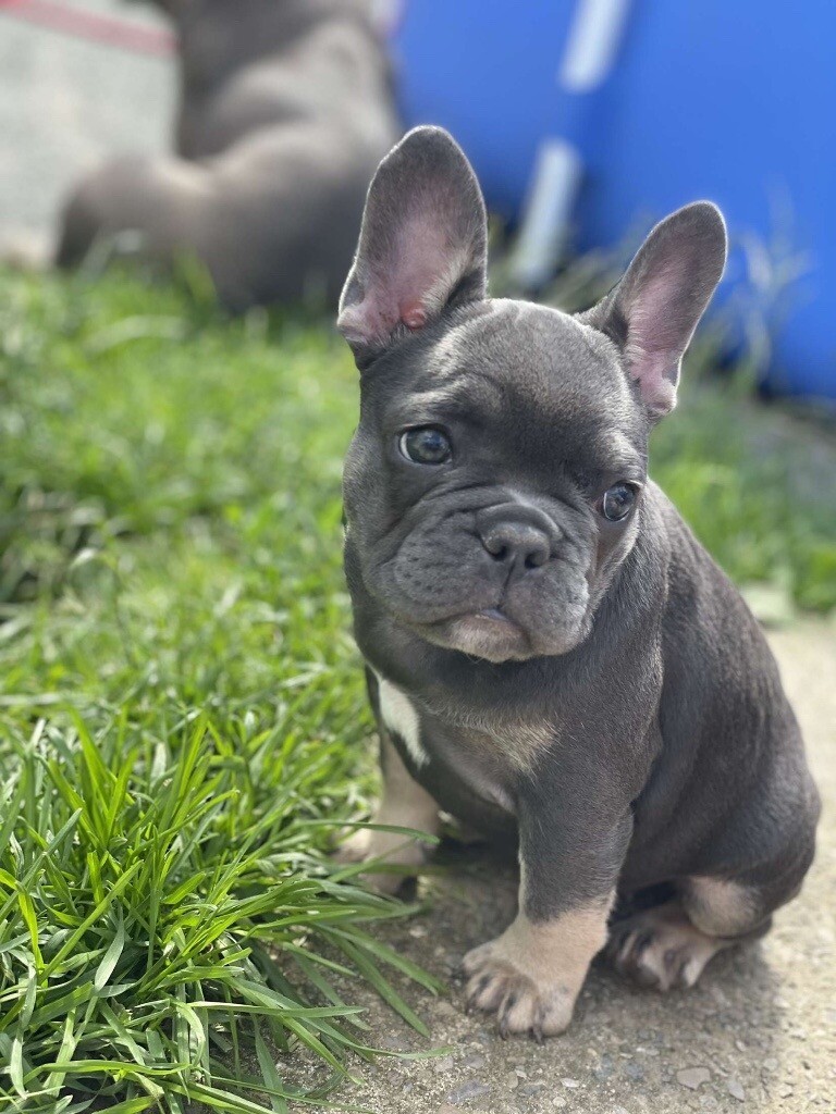 Female French bulldog puppy in Preston, Lancashire Gumtree