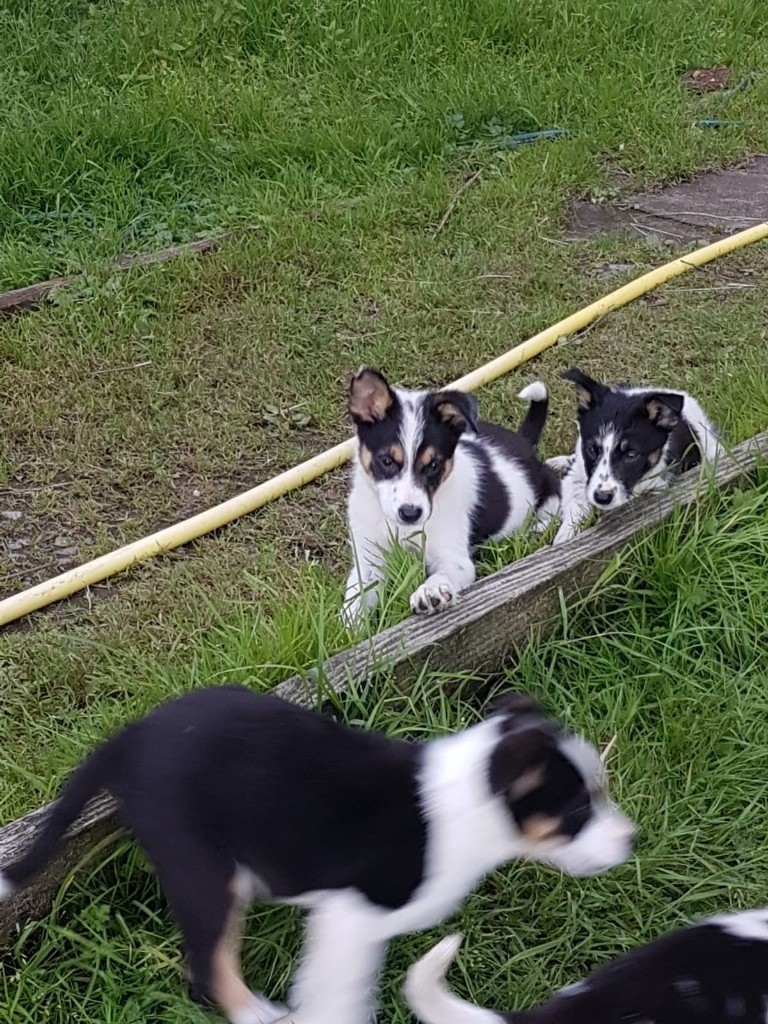 3 border collie pups in Selkirk, Scottish Borders Gumtree