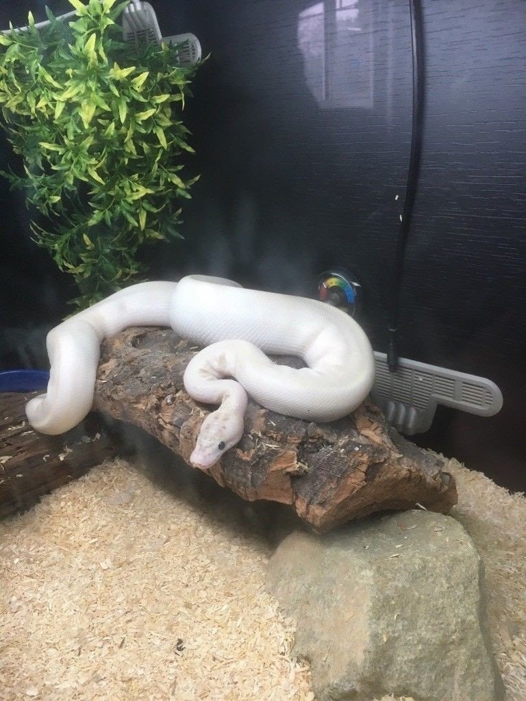 Leucitic Ball python with tank and accessories in Blackfield