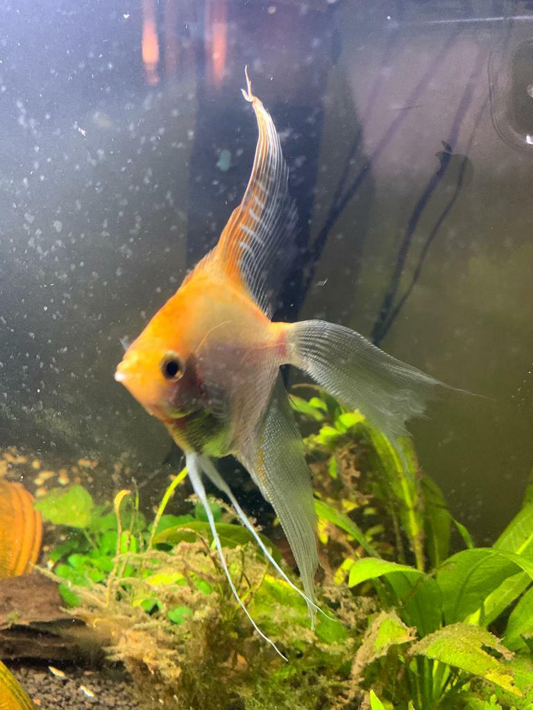 5 Tropical Fish For Sale In Fishponds Bristol Gumtree