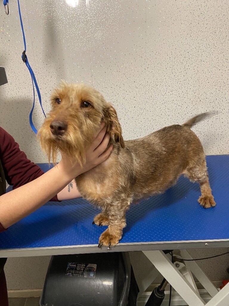 Standard Dachshund puppies in Hurlford, East Ayrshire Gumtree